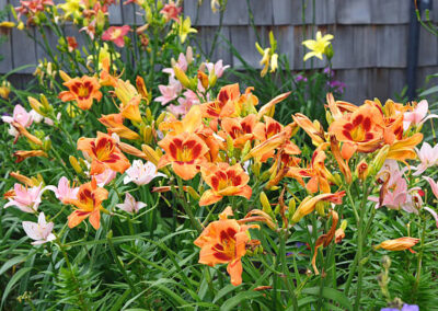 beautiful orange yellow and pink flowers