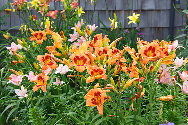 Daylillies