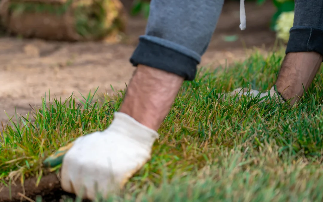 Overseeding vs. Sodding: Which is Best for Your Yard Recovery?