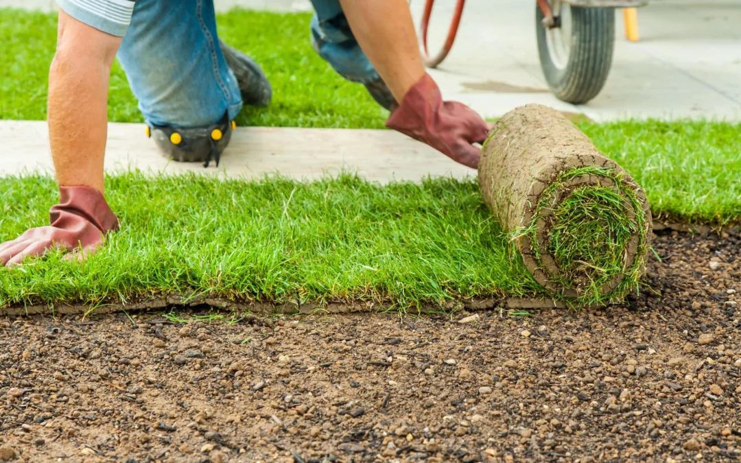 Professional installing sod for lawn recovery in Edmonton