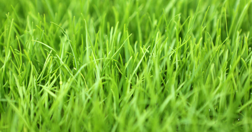 close-up view of Perennial Ryegrass