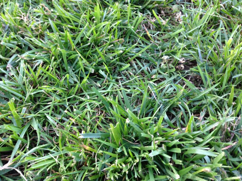 close-up view of Turf-Type Tall Fescue grass
