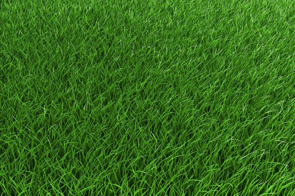 a close-up view of creeping red fescue grass