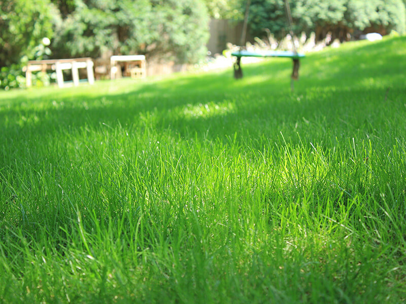 close-up view of fine fescue grass