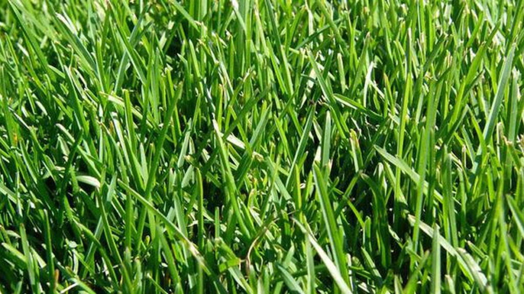 close-up view of Kentucky blue grass