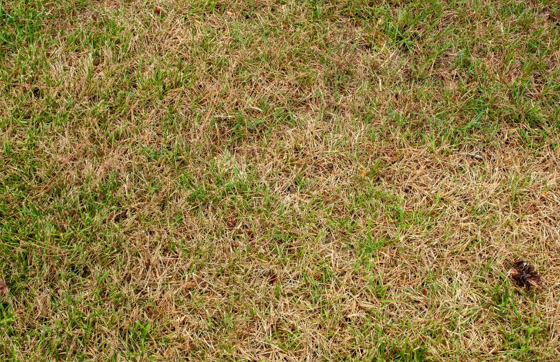 dying grass in an Edmonton home's front yard