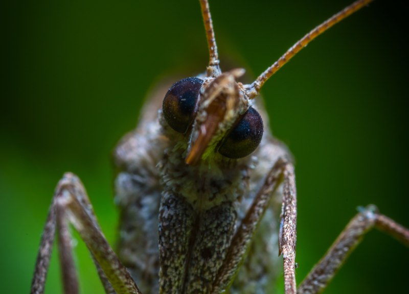 close up photo of some kind of moth like insect