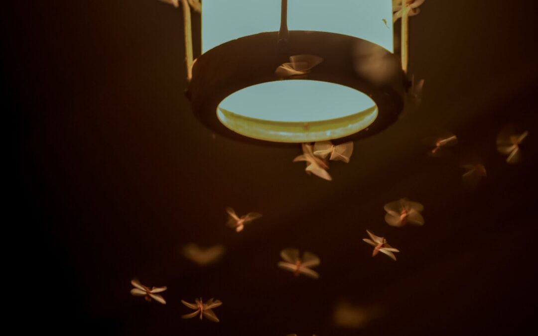 insects flying around a light at night time
