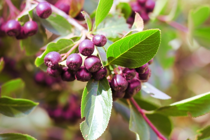 Saskatoon Berry